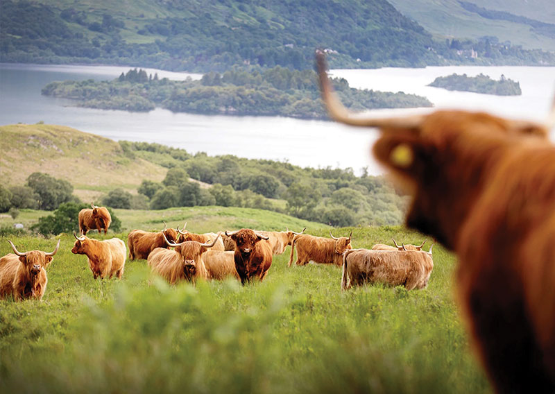 Beef Farming on Glynoch