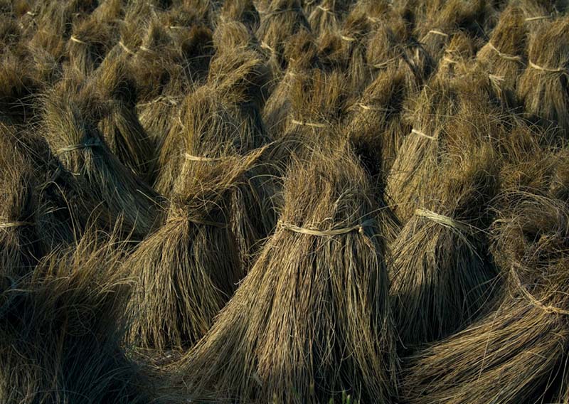 Esparto Grass Production