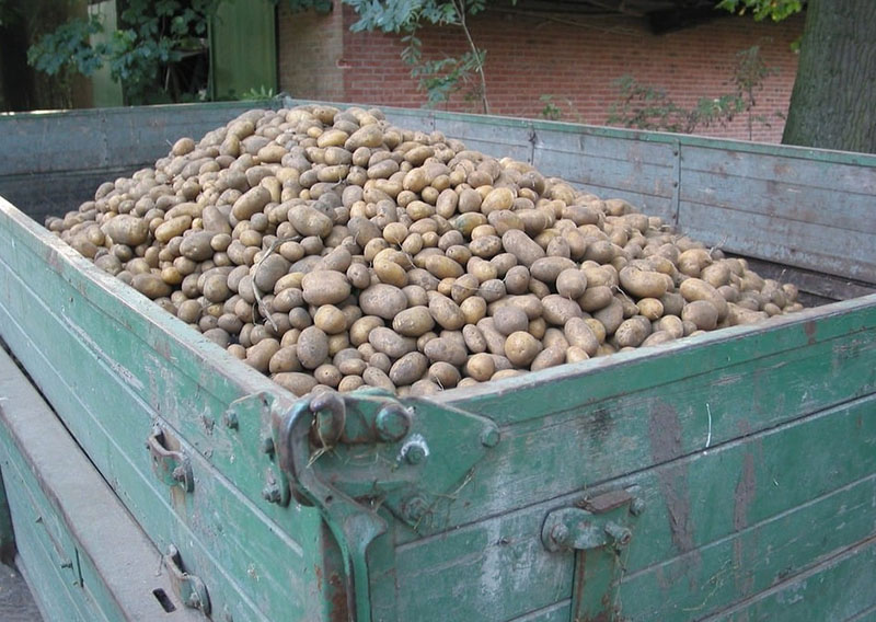 The Potato Industry of Gwynhaven