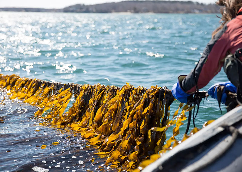 Seaweed Farming in Falachfaen