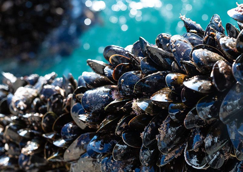 The Mussel Beds of Falachor