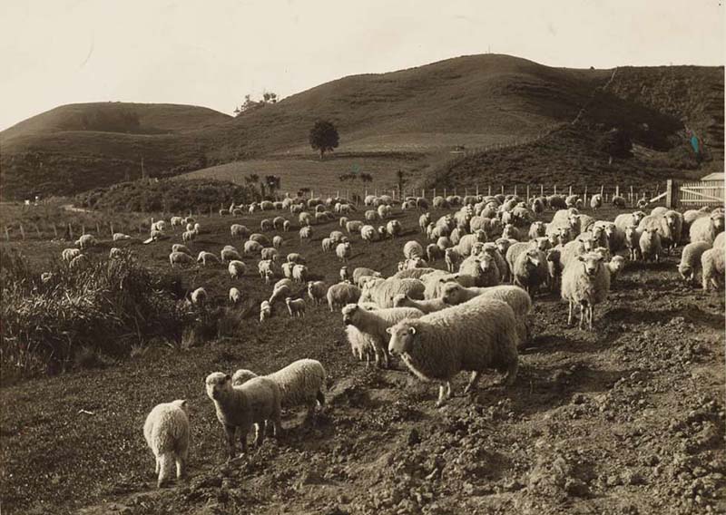 Sheep Farming on Little Rathmor
